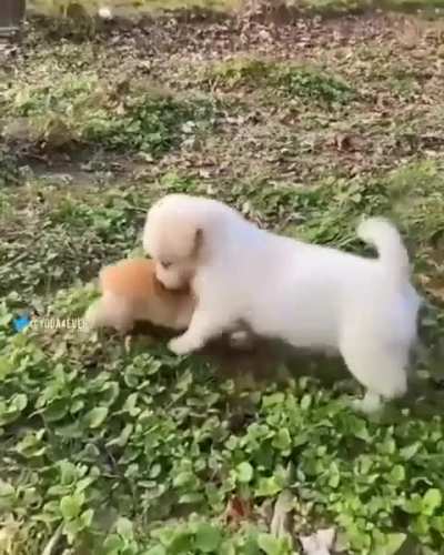Cute Dog 