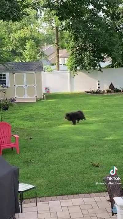 Rate the dog's moonwalk