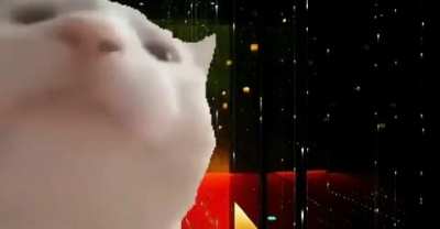 Fuck it, cat vibing to koi no yokan