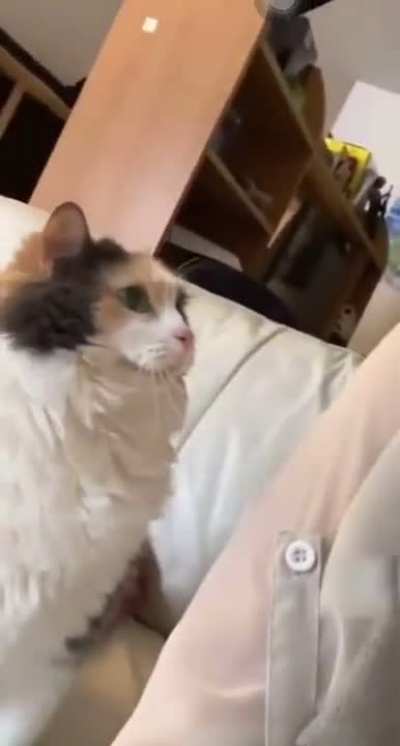 Gimme pets now :(
