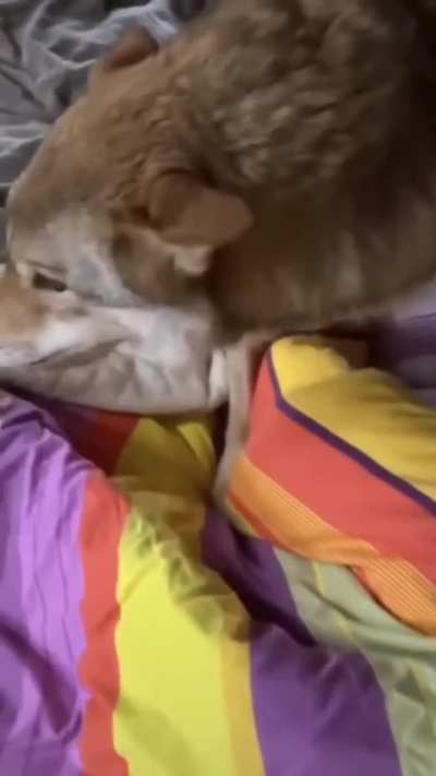 Man tries to get pet wolf off bed