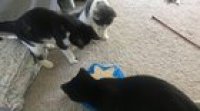Fosters: Kars, Esidisi, and Wammu Update!
