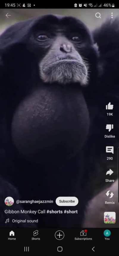 Gibbon