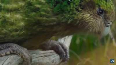 The kakapo is critically endangered flightless parrot that is confined to four small islands off the coast of New Zealand that have been cleared of predators
