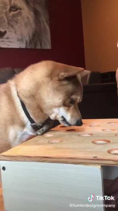 I’ve never heard a dog scream