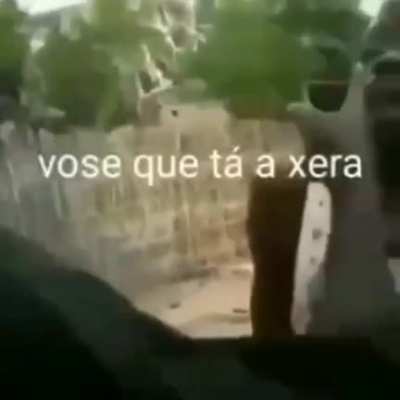 JACALÉ