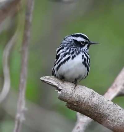 I found this black<wbr>-and-<wbr>white warbler singing in the middle of a bush. I was able to get a clear look through the branches to get this little video. I though it was pretty cute.