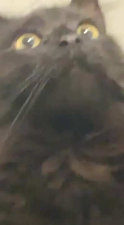 there’s a gecko on the roof