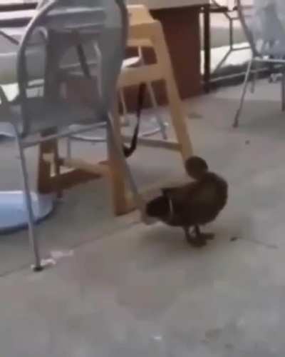 era pra ser animais fazendo merda, então ta aq