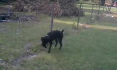 To pee on an electric fence.