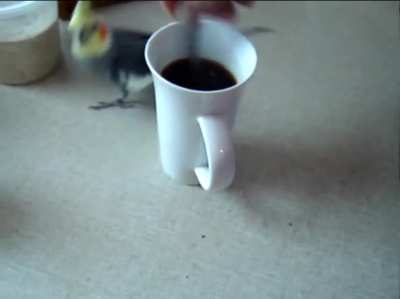 Birb helps human STIR