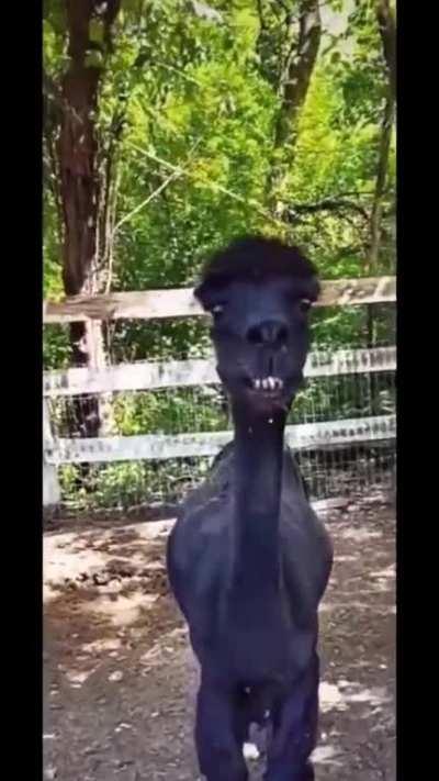 a cara dele kkkk