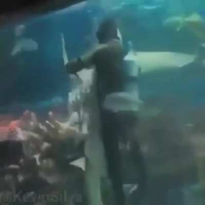 O Tubarãozinho dançando cellFofo
