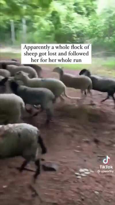 Bewildered hiker ran into one hundred lost sheep who continuously followed her on her run and also wait patiently while she explains her debacle to passers-by