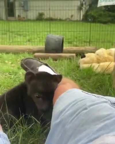 Baby Hyena named Peanut.