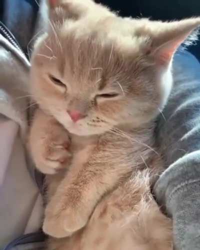 r/MEOW_IRL