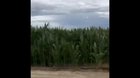 Hell yeah, corn!