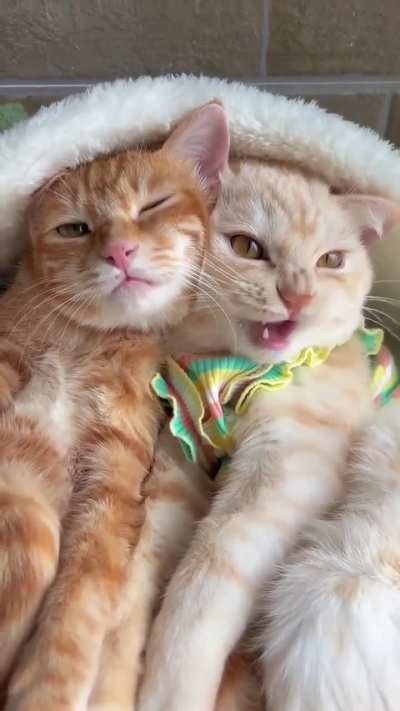 What are they talking about?