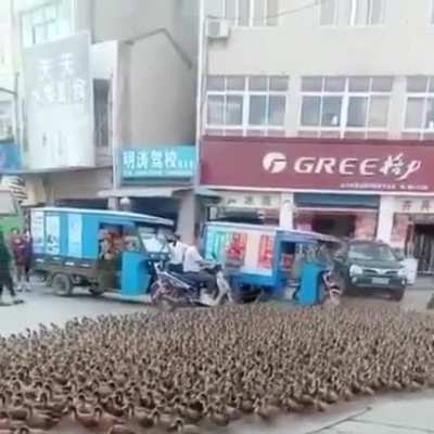 Krlho quanto pato