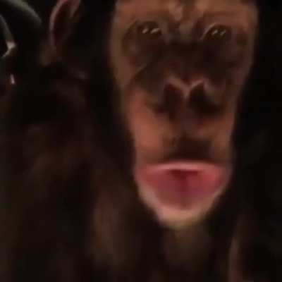 This monkey is crazy