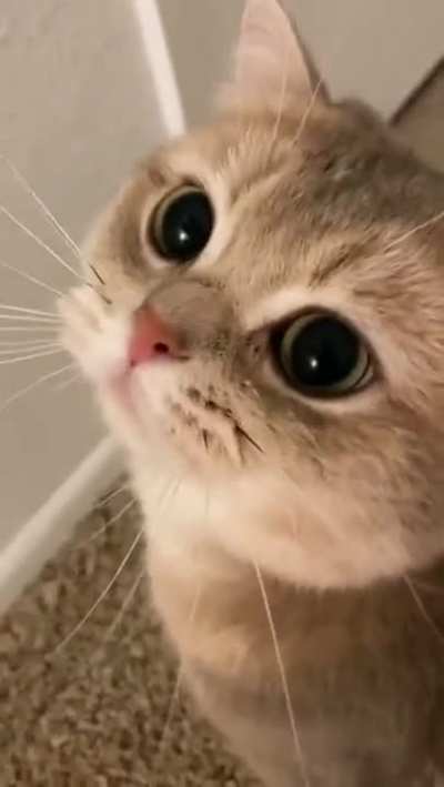 Meow!