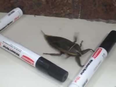 Big insect go brrrrr