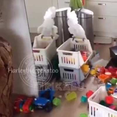 When parrot are alone at home.