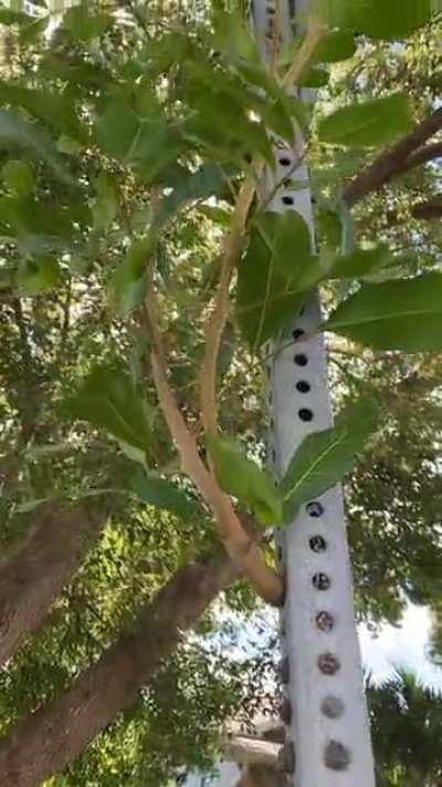 Tree grows THROUGH street sign