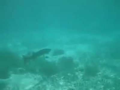 longe fish