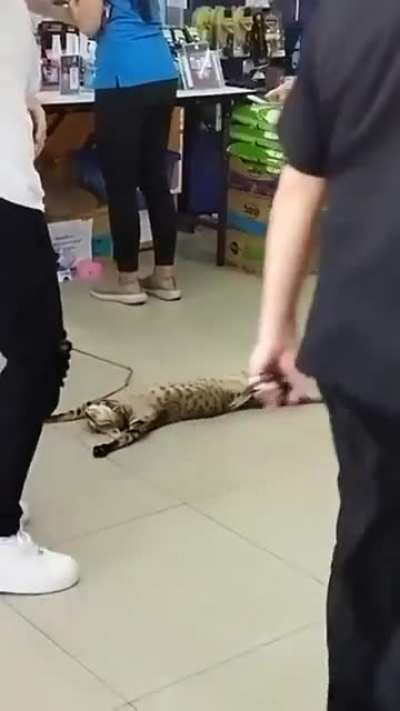 Котя устал