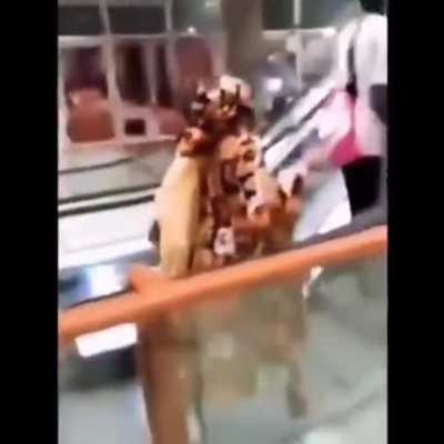First time on escalator