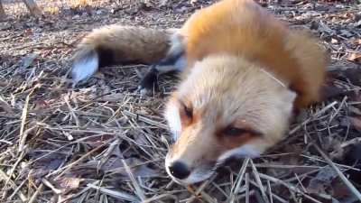 Fox EEE
