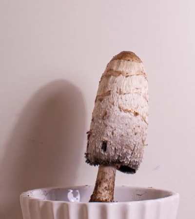 I made a timelapse of this Shaggy ink cap.