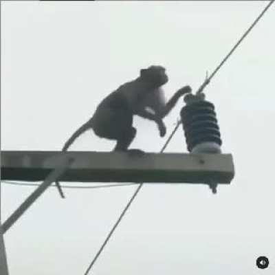 Monke