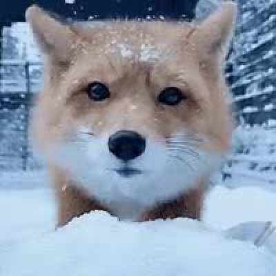 Fox Sliding in the Snow