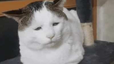 mina🐈irl