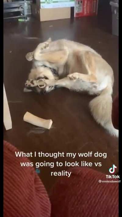 Wolf dog expectations vs reality