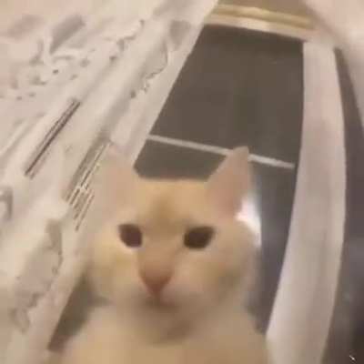 D: