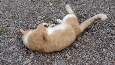 Cute stray kitty