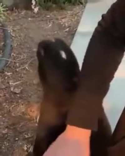 Cat communicating with aliens
