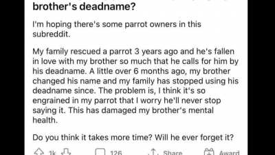 Best parrot ever