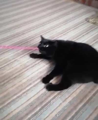 Cats will outsmart a dog every time.