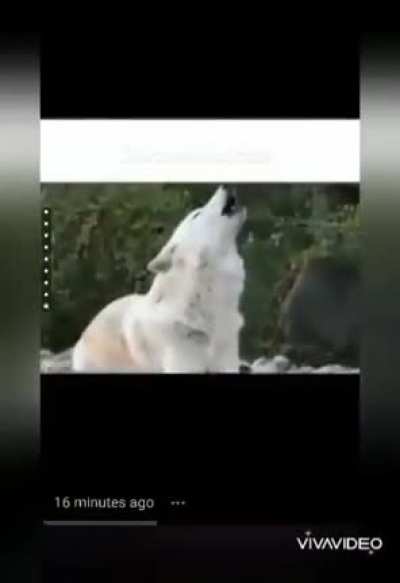 Ek baar ye video jarur dekhe🙏