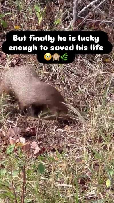 Mongoose attacked soft shell terrapins😱 but luckily he save his life with his shell!