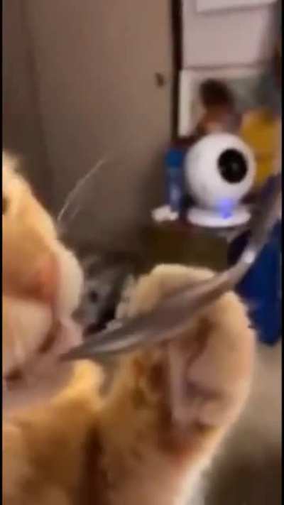 Guess cats don’t like pistachio ice cream