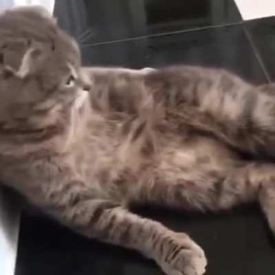 Котэ смотрит мультики