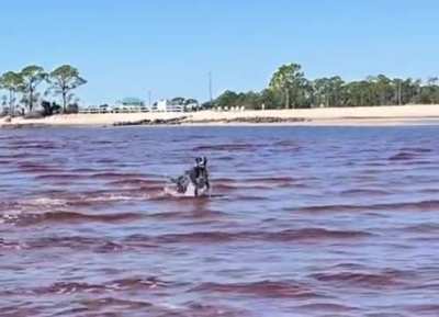 Water Zoomies