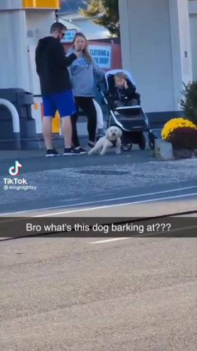 What is the dog barking at?