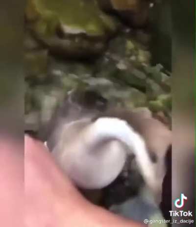 B o n k