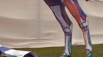 Horse in action with lower limb joints, tendons, and ligaments painted on